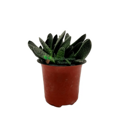 Best 3 Succulent Plant Combo - Succulent Star Zebra Haworthia & Haworthia Succulent