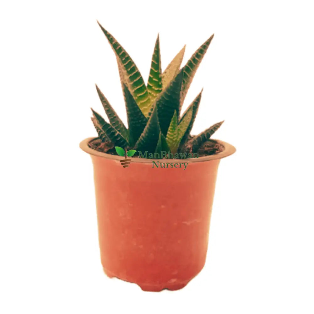 Best 3 Succulent Plant Combo - Succulent Star Zebra Haworthia & Haworthia Succulent