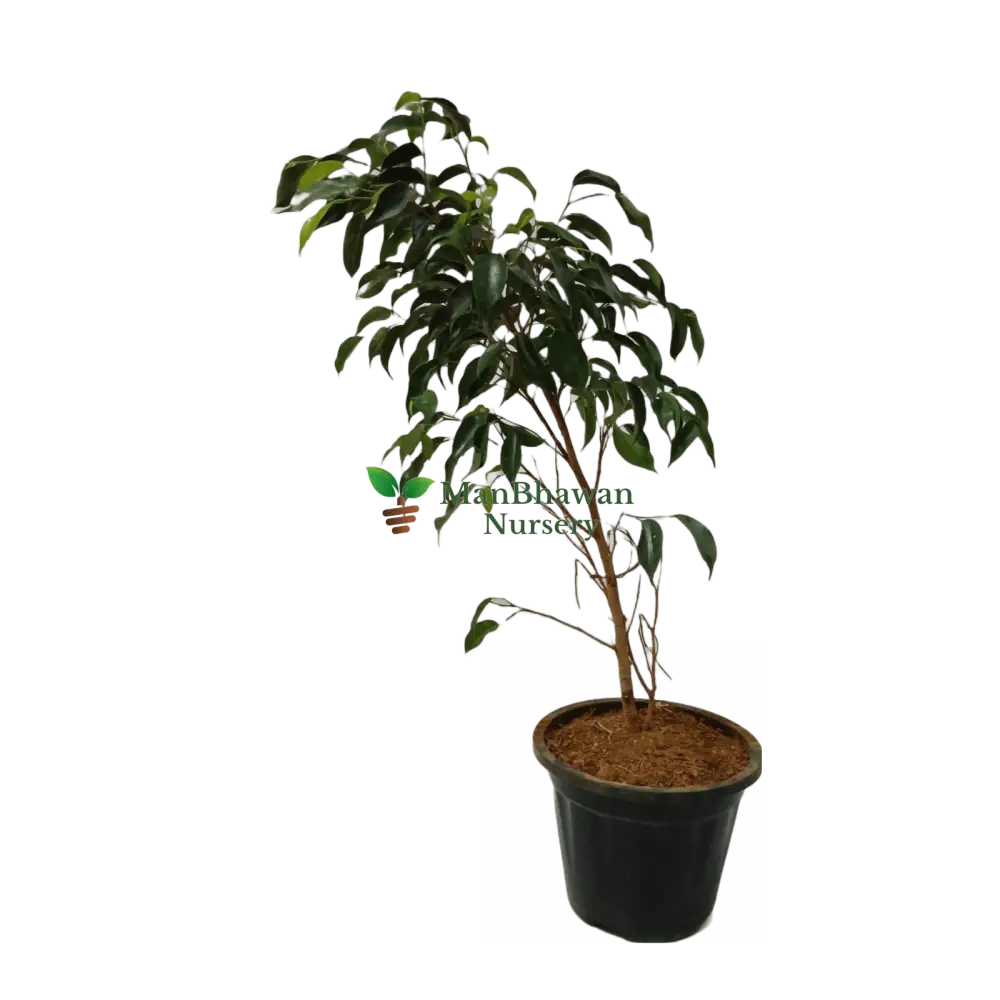 online outdoor plants, buy best outdoor plants for sale, new black ficus plant online