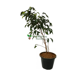 online outdoor plants, buy best outdoor plants for sale, new black ficus plant online