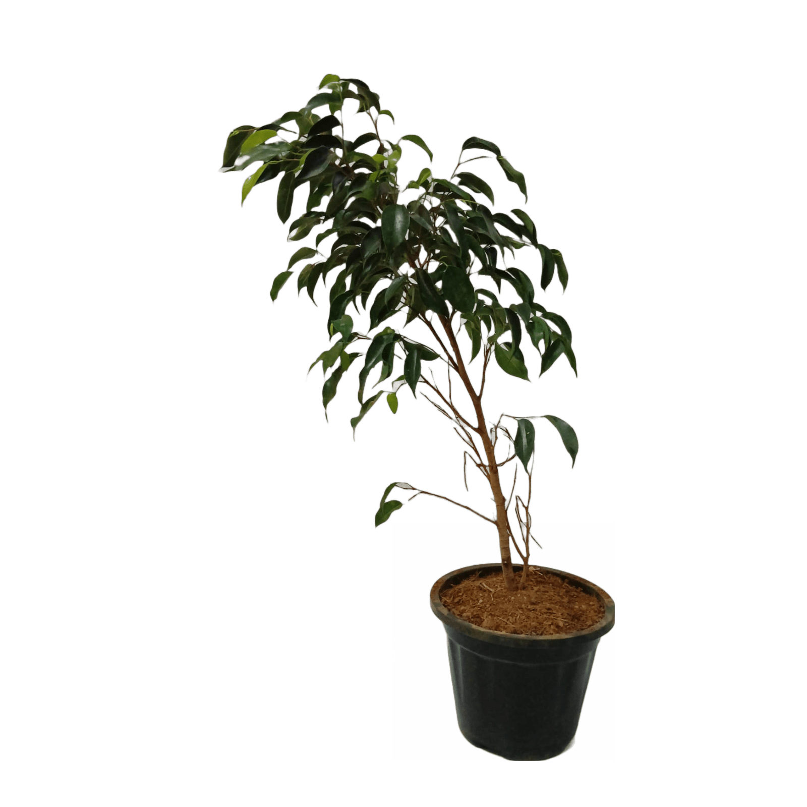 online outdoor plants, buy best outdoor plants for sale, new black ficus plant online
