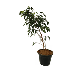 online outdoor plants, buy best outdoor plants for sale, new black ficus plant online