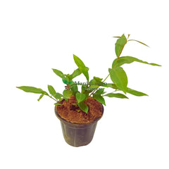 buy online black plum plant, fresh black jamun plant, shop for best jamun plant online, buy now medicinal plant online, best plant under 99