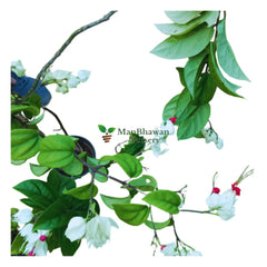 new live creeper plants, buy now medicinal plants on sale, shop for affordable plants