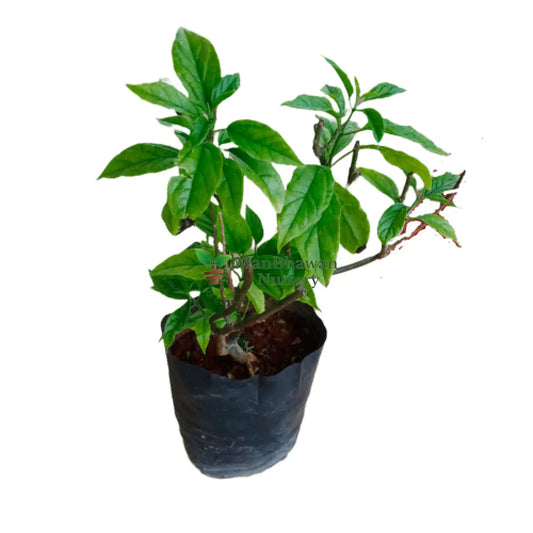 buy online bleeding heart plant, shop for best creeper plant online, buy now online low maintenance plant, shop for best creeper plant on sale