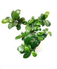 premium plant under 599, best indoor bonsail plant, bonsai premium plant for home, new fresh bonsai plants