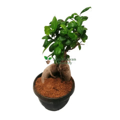 buy online ficus genseng plant online, shop for best bonsai plants in noida, best bonsail genseng plants, premium bonsai plant on sale