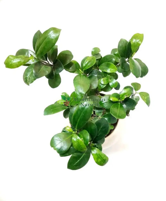 premium bonsai ficus genseng plant in white ceramic pot combo, new live plant combo