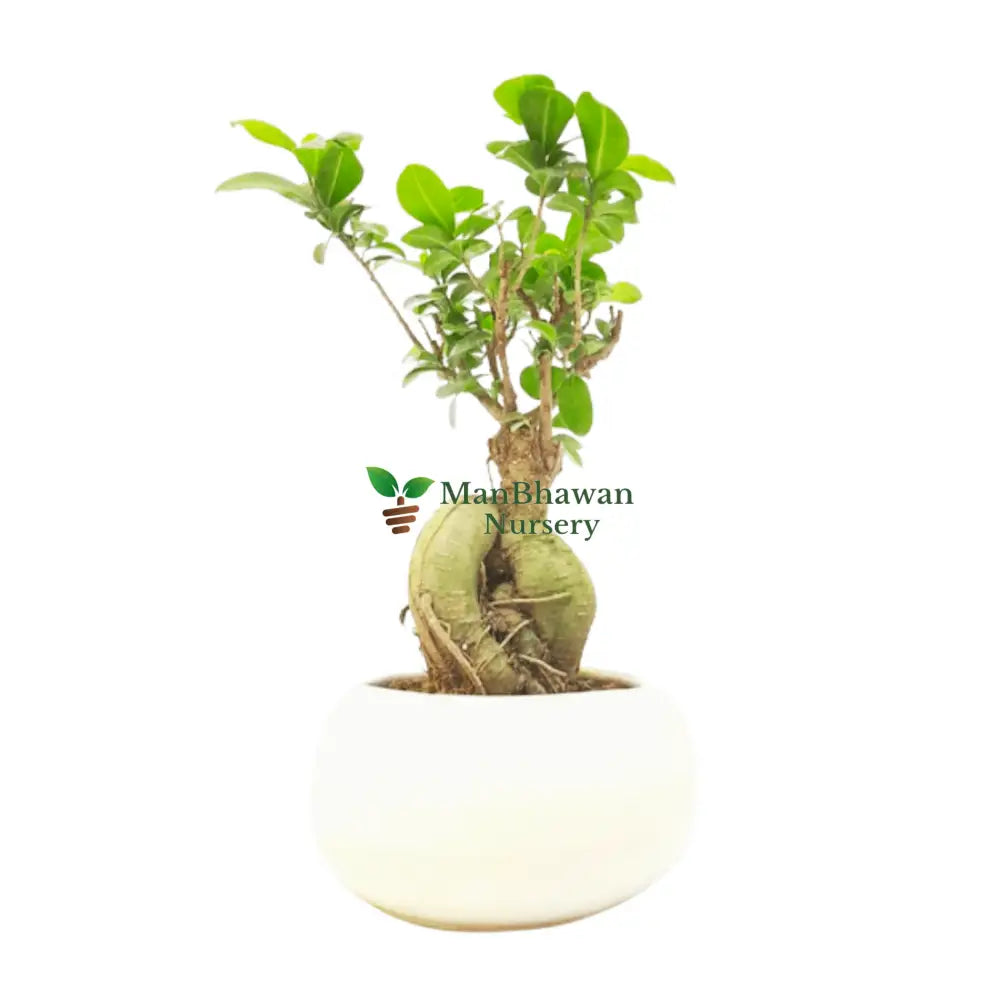 bonsai ficus genseng plant in ceramic pot combo, new bonsai plat combo, best plant nursery near me, super bonsai combo plant with ceramic pot