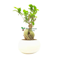 bonsai ficus genseng plant in ceramic pot combo, new bonsai plat combo, best plant nursery near me, super bonsai combo plant with ceramic pot