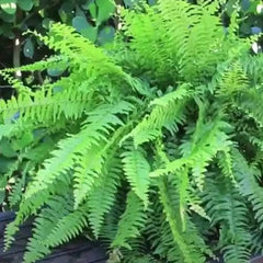 buy online premium boston fern plants, best boston fern plants for garden, live gardening plants
