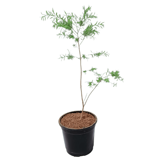 buy online golden bottle brush plant, new fresh tapori plant online