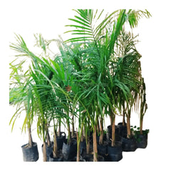 bottle palm plant for sale, new live bottle palm plant on sale, shop for best outdoor plant