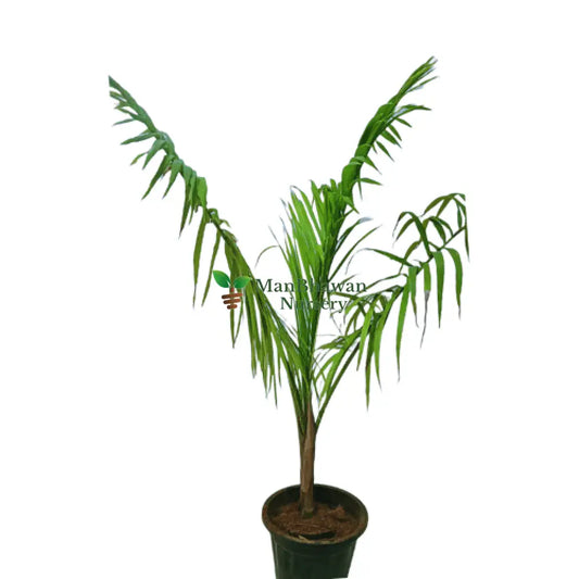 online bottle palm plant, shop for best outdoor plant, online outdoor plant for garden, plants under200, live online plants under 300