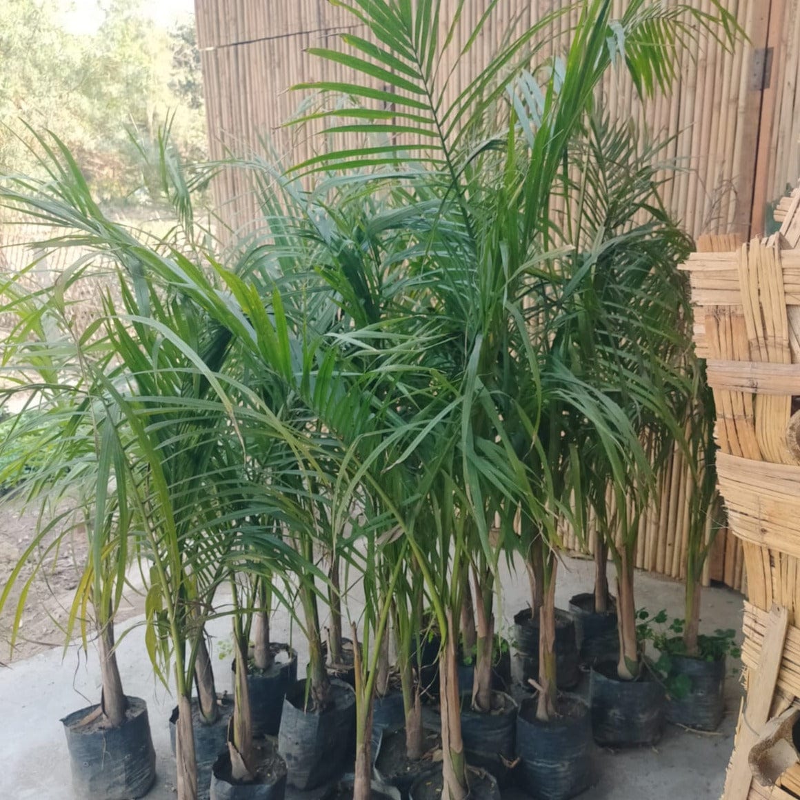 shop for best outdoor plant online, new live plants under 200, best plants for garden, outdoor plants for garden, best plant for landscaping