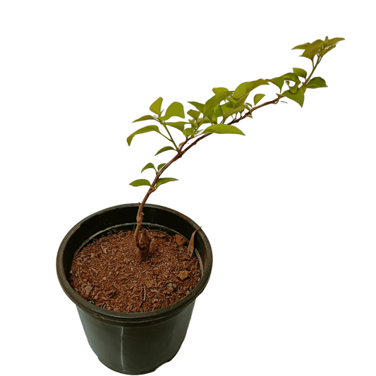 Colorful landscaping, Drought-tolerant plants, Easy-care garden plants, low-maintenance outdoor plants, new live outdoor plants