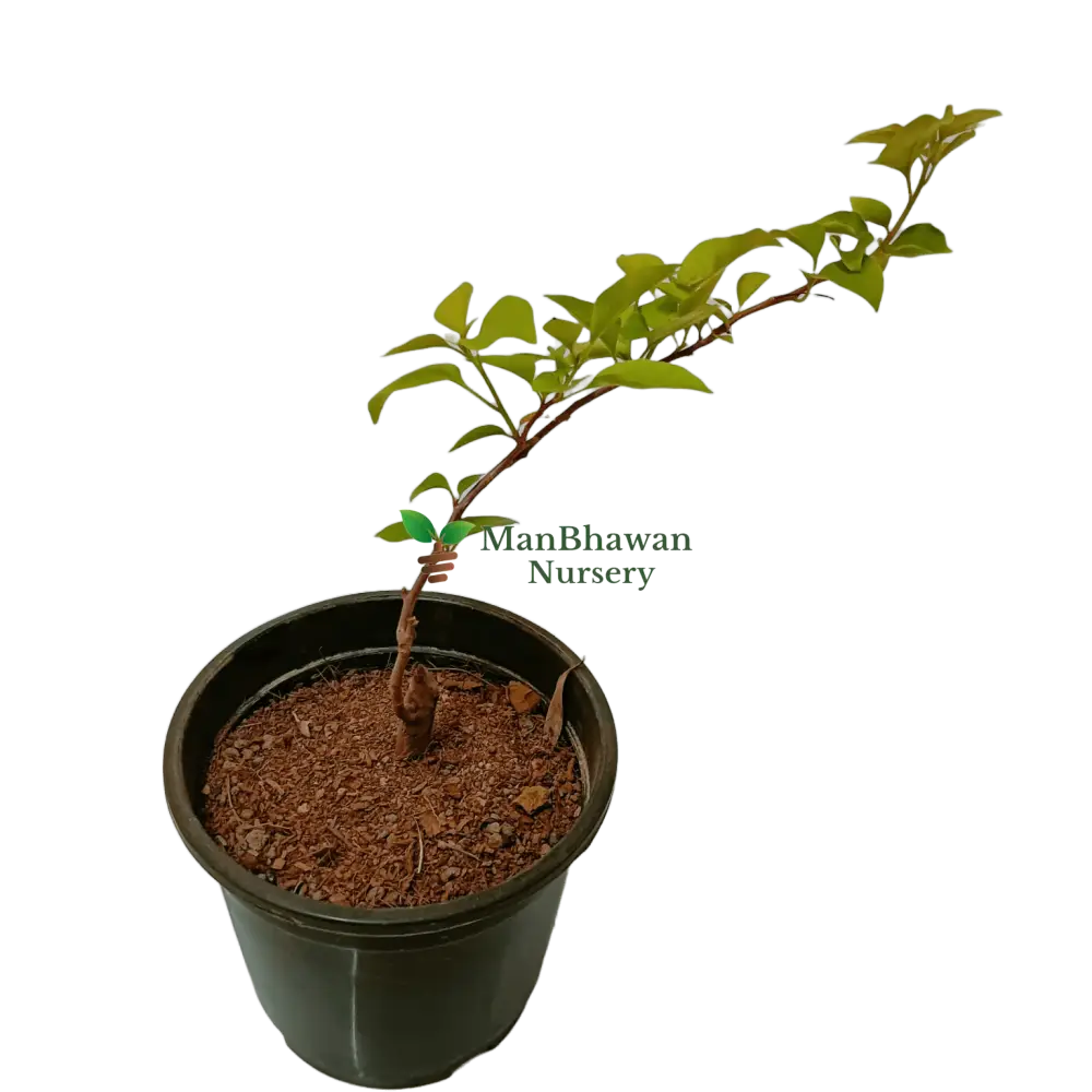 Colorful landscaping, Drought-tolerant plants, Easy-care garden plants, low-maintenance outdoor plants, new live outdoor plants