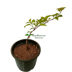 Colorful landscaping, Drought-tolerant plants, Easy-care garden plants, low-maintenance outdoor plants, new live outdoor plants