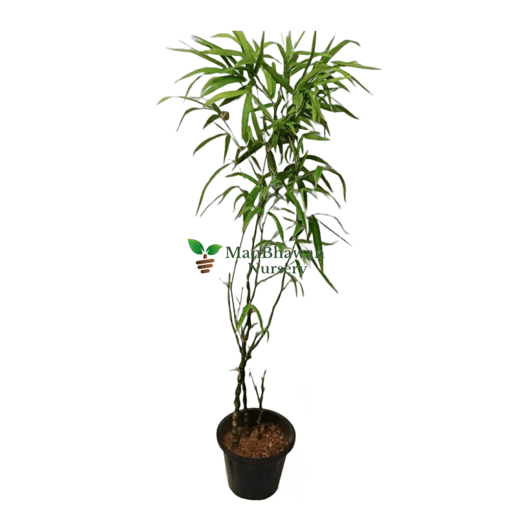 Buddha Bamboo Plant: Elevate serenity in your space