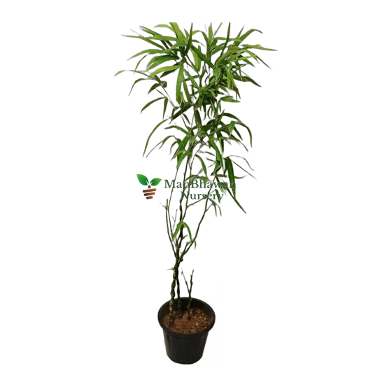Buddha Bamboo Plant: Elevate serenity in your space