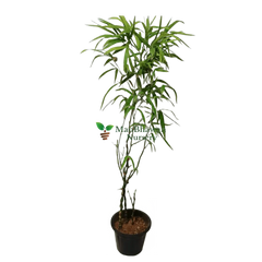 Buddha Bamboo Plant: Elevate serenity in your space