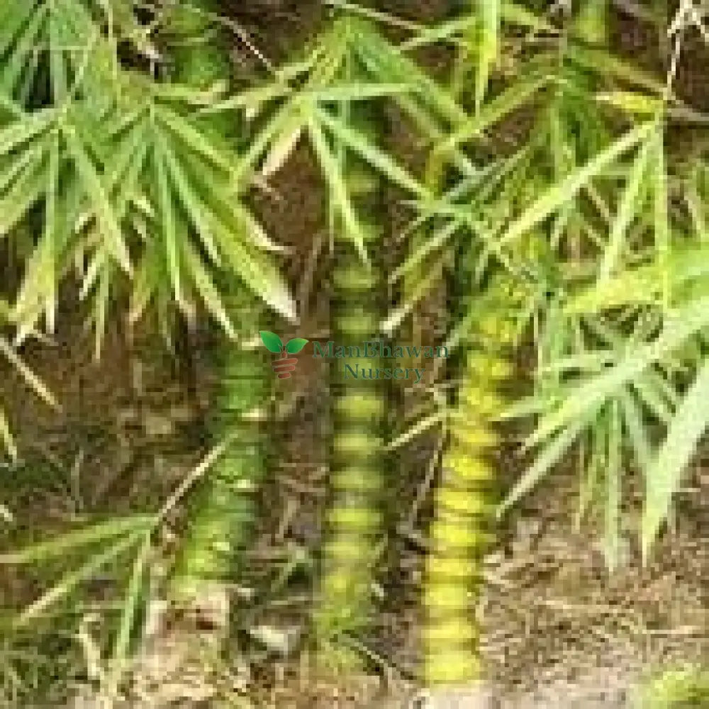 Symbol of peace: Buddha Bamboo plant, Enhance beauty with Buddha Bamboo in your home, Tranquil vibes with our premium bamboo varieties