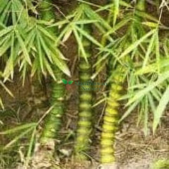 Symbol of peace: Buddha Bamboo plant, Enhance beauty with Buddha Bamboo in your home, Tranquil vibes with our premium bamboo varieties