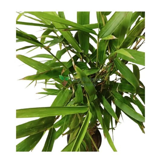 Premium Buddha Bamboo for a tranquil environment