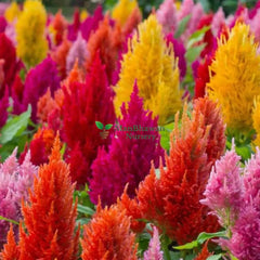 Celosia Plant