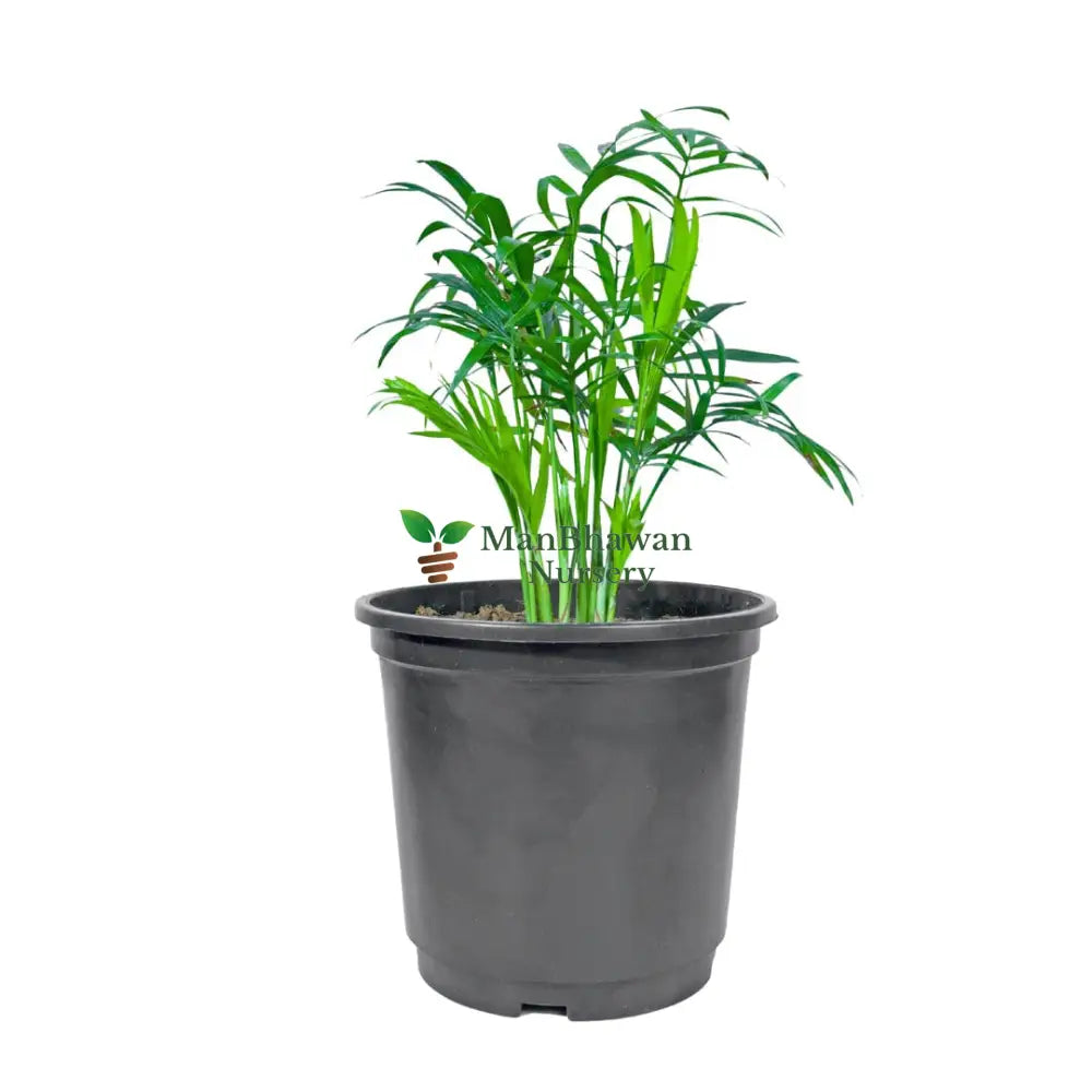Chamaedorea Elegans Online: Effortless elegance at your fingertips, Buy premium Chamaedorea Elegans online for lush greenery