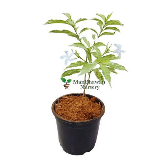 Buy Chandani Variegated Plant Online: Radiant blooms at your fingertips, Elevate your space with premium Chandani Variegated quality, available online