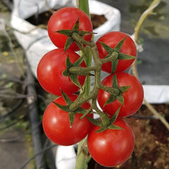 Cherry Tomato Plant