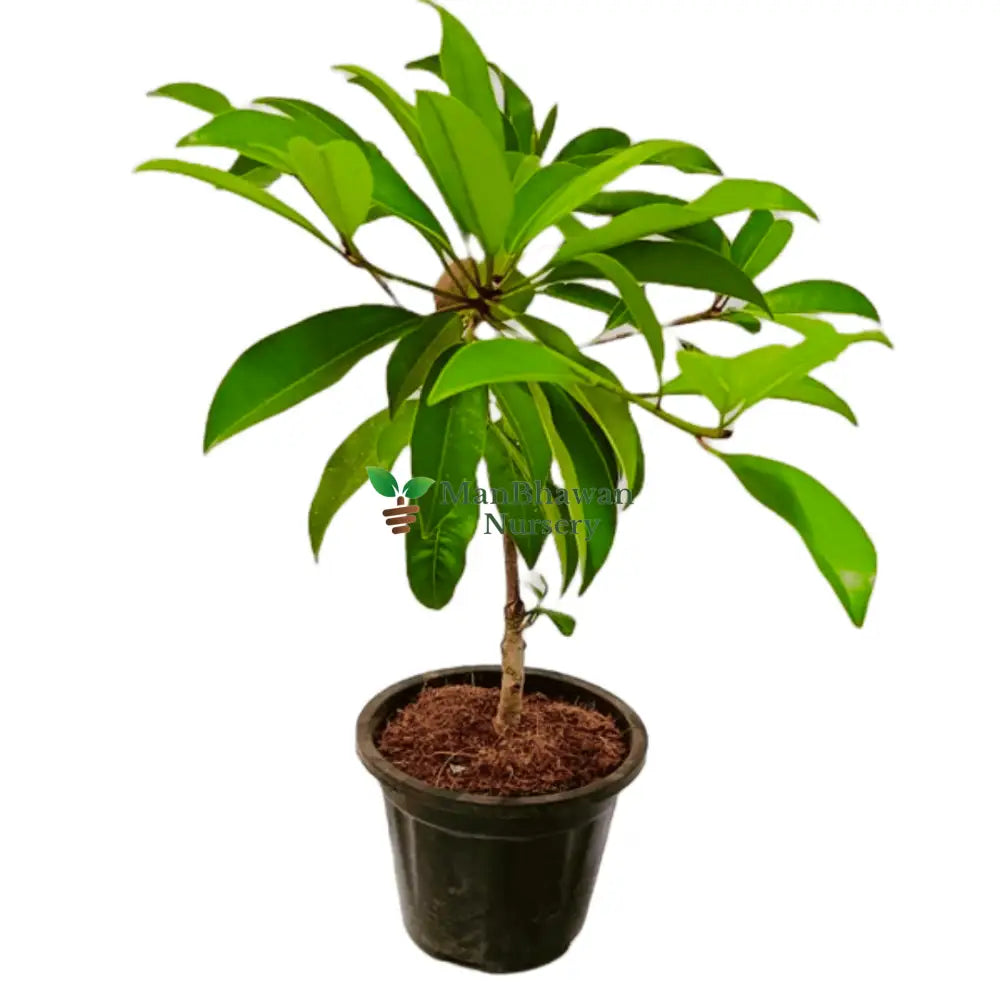 Buy Chiku Fruit/Sapodilla Plant Online: Delectable harvests at your fingertips, Elevate your garden with premium Chiku Fruit/Sapodilla quality, available online