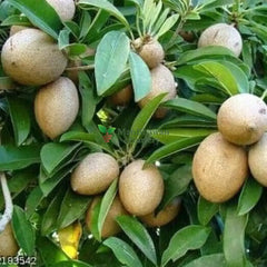 Chiku Fruit /Sapodilla