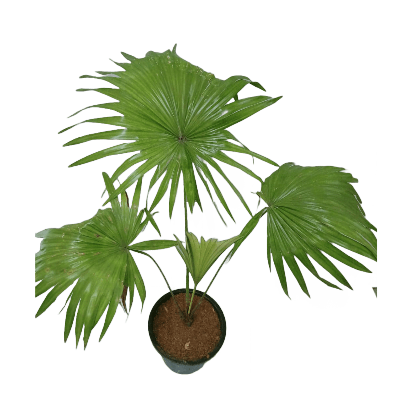 Livistona Chinensis / China Fan Palm