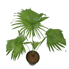 Livistona Chinensis / China Fan Palm