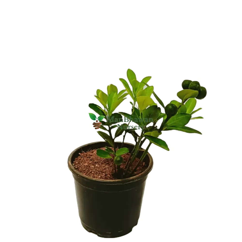 Buy Chinese Orange Plant Online: Citrus delights at your fingertips, Elevate your garden with premium Chinese Orange Plant quality, available online, Effortless online purchase for vibrant and citrusy additions to your garden