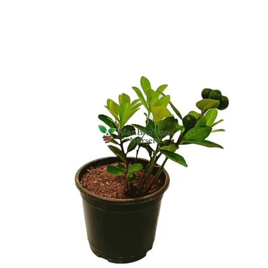 Buy Chinese Orange Plant Online: Citrus delights at your fingertips, Elevate your garden with premium Chinese Orange Plant quality, available online, Effortless online purchase for vibrant and citrusy additions to your garden