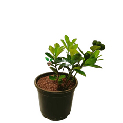 Buy Chinese Orange Plant Online: Citrus delights at your fingertips, Elevate your garden with premium Chinese Orange Plant quality, available online, Effortless online purchase for vibrant and citrusy additions to your garden