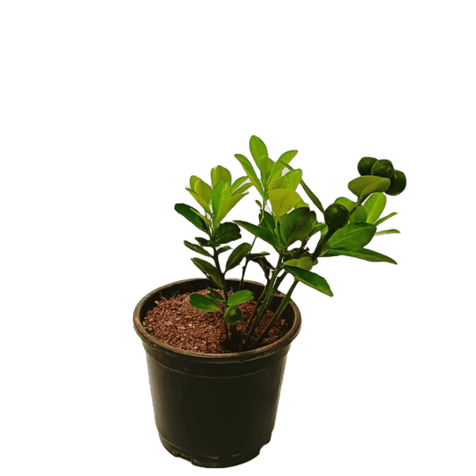 Buy Chinese Orange Plant Online: Citrus delights at your fingertips, Elevate your garden with premium Chinese Orange Plant quality, available online, Effortless online purchase for vibrant and citrusy additions to your garden