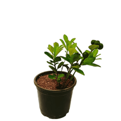 Buy Chinese Orange Plant Online: Citrus delights at your fingertips, Elevate your garden with premium Chinese Orange Plant quality, available online, Effortless online purchase for vibrant and citrusy additions to your garden