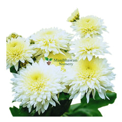 Chrysanthemum Blossoms: A garden delight
