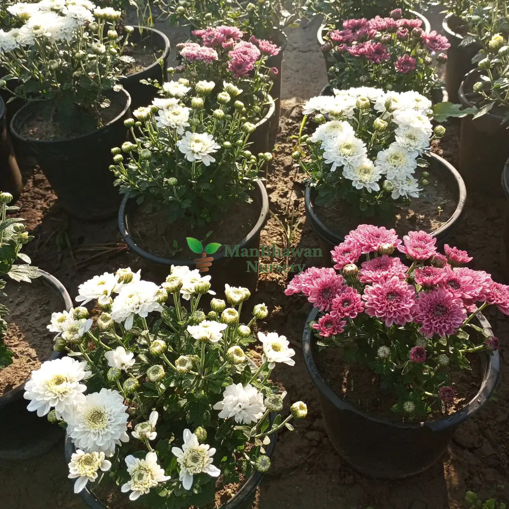Guldavari Floral Beauty: Blooms of serenity