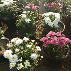 Guldavari Floral Beauty: Blooms of serenity