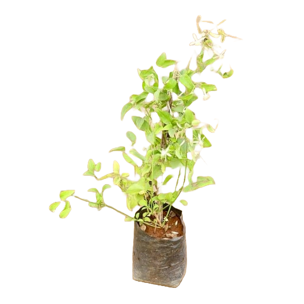 Clemantis White creeper / Ranjai bel plant