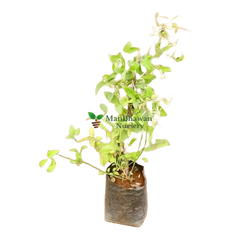 Clemantis White creeper / Ranjai bel plant