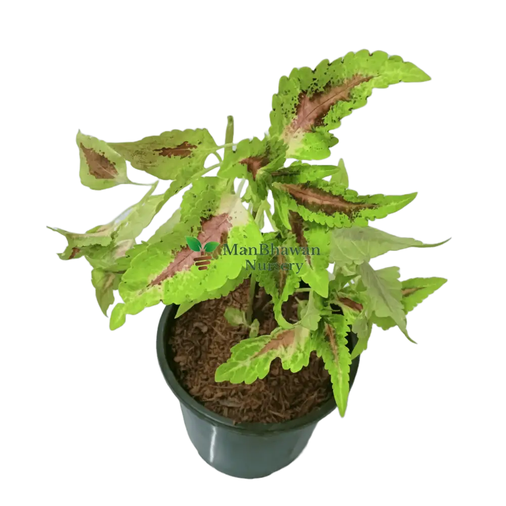 Experience the beauty of Coleus buy online now, Elevate your garden with premium Coleus plants available online