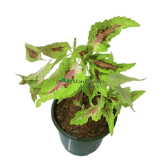 Experience the beauty of Coleus buy online now, Elevate your garden with premium Coleus plants available online