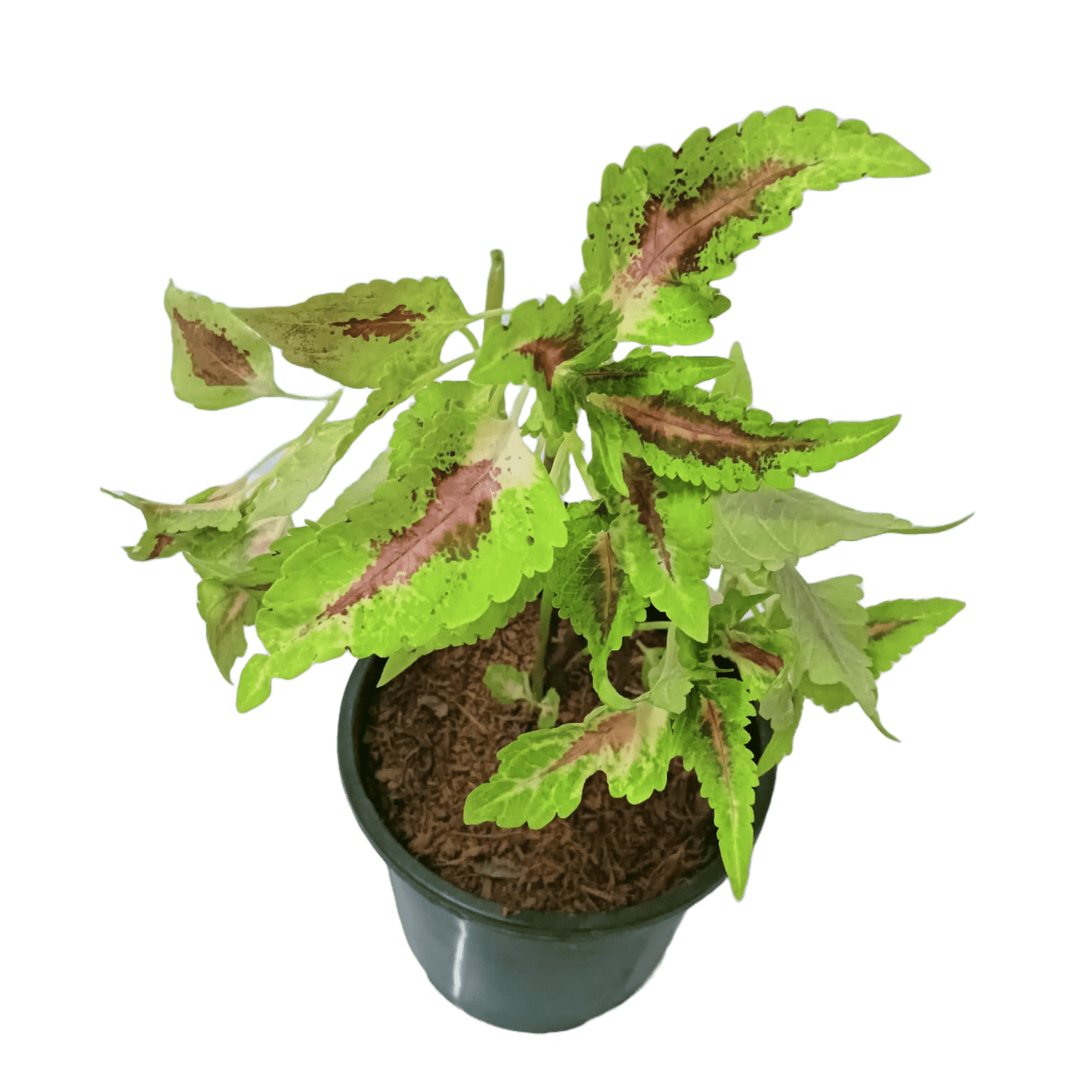 Experience the beauty of Coleus buy online now, Elevate your garden with premium Coleus plants available online