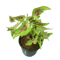Experience the beauty of Coleus buy online now, Elevate your garden with premium Coleus plants available online